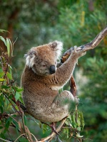 Koala - Phascolarctos cinereus o3029